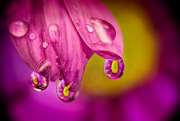 3 Flower Reflections