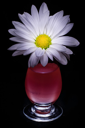 White Daisy in Red Vase