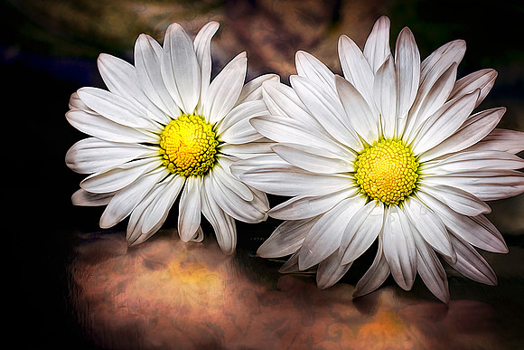 2 Daisy Graphic