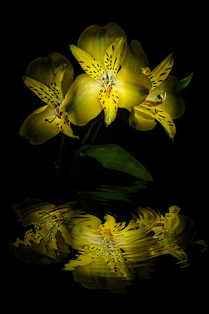 3 Yellow Flowers Reflection
