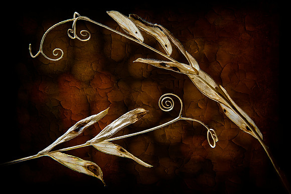 Dried Vetch Graphic
