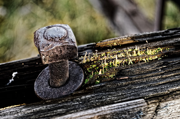 Small Plants on Old Wood