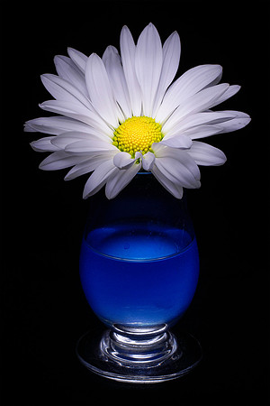 White Daisy in Blue Vase