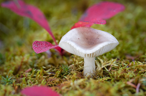 Small Mushroom Red Leaves