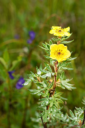 2 Yellow Flowers
