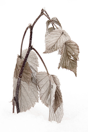 Dried Leaves in the Snow
