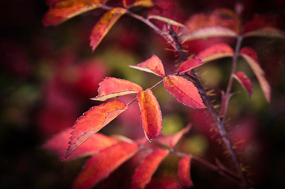 Red Leaves