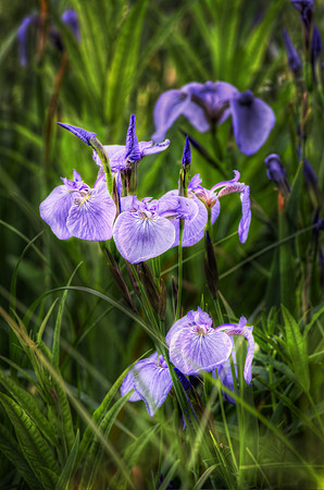 Iris Fantasy World