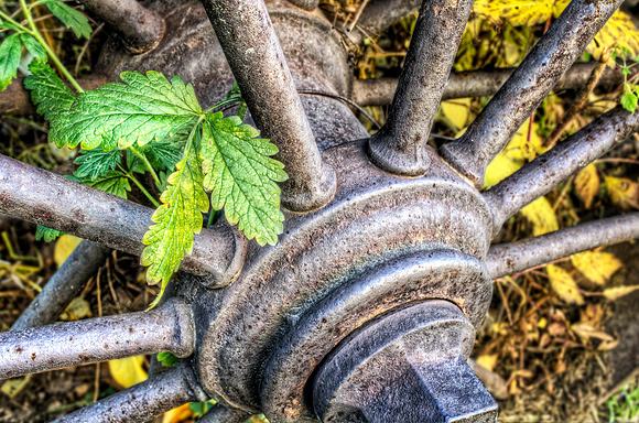 Green Leaves in Spokes