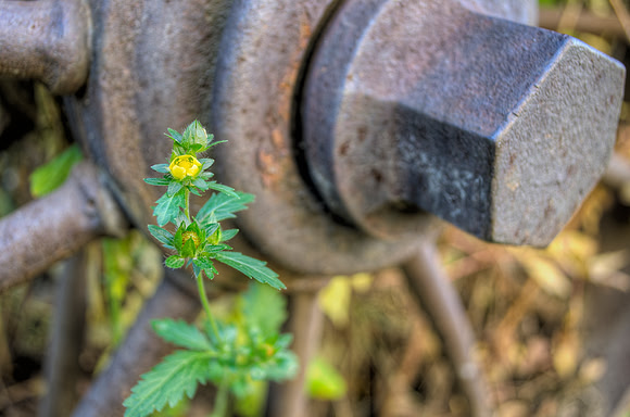 Yellow Flower Steel Wheel
