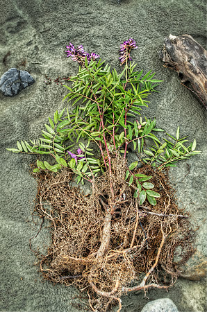 Sandbar Vetch