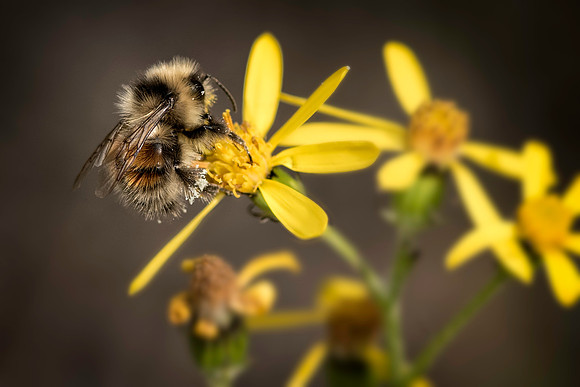 Bee on Yellow Flowers
