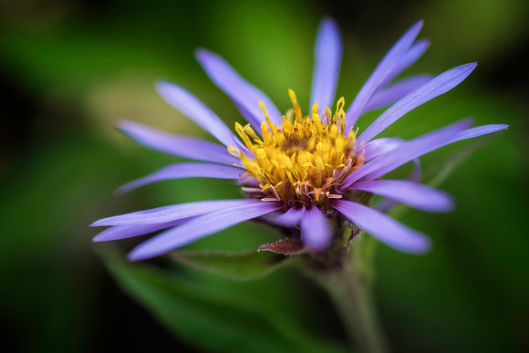 Siberian Aster Closeup
