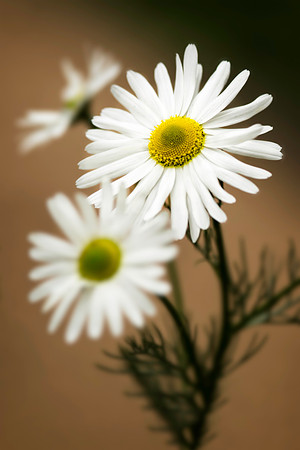 3 White Daisies