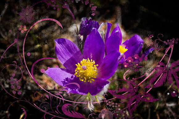 Crocus Art