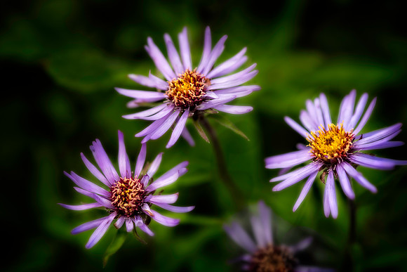 4 Siberian Asters