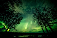 Aurora Framed by Trees