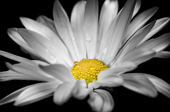 White Daisy Close Up