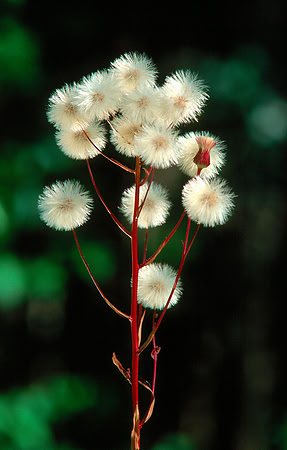 Clump of Fuzzies