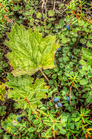 Rain Drops on Blue Berries