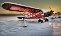 Red Cub in the Snow
