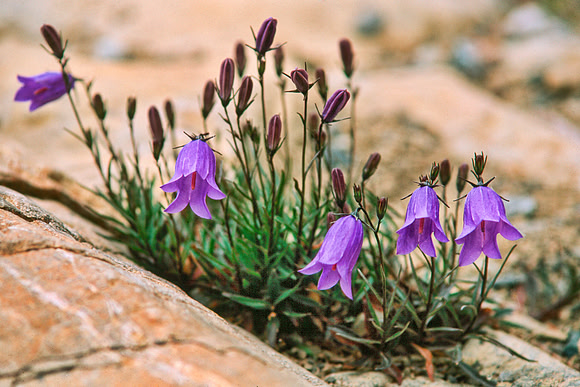 Air Bells in the rock