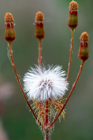 Fuzzy Surrounded by Four