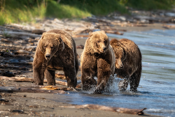Brown Bear Sow with Cubs 2