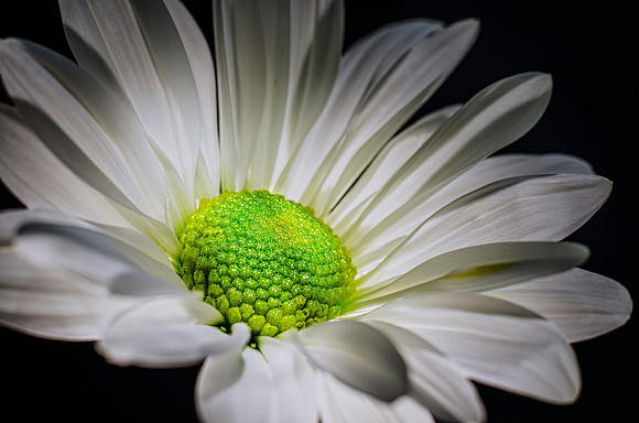 Daisy Close Up