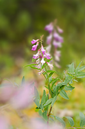 Small Purple Flower