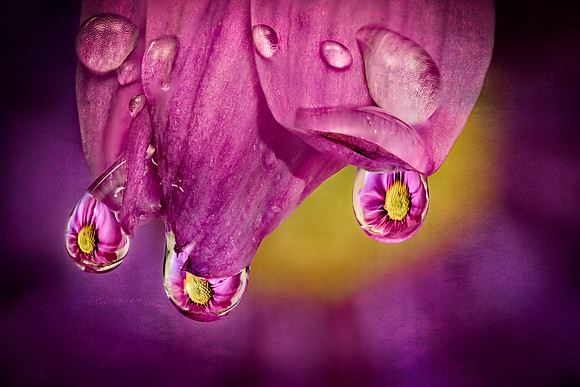 3 Flower Reflections in Rain Drops