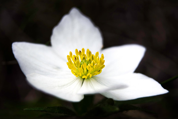 White Flower Yellow Center