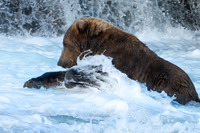 Brown Bear splash 2
