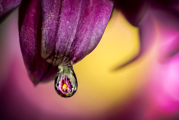 Tiny Drop Flower Reflection