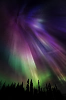 Aurora Purples