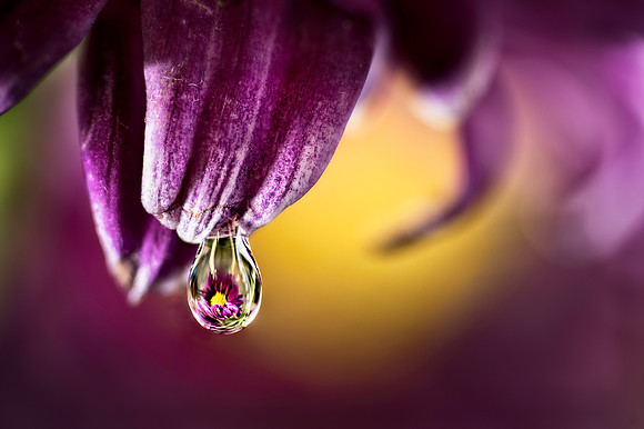 Flower Drop Reflection