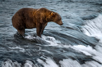 Brown Bear waiting for a salmon