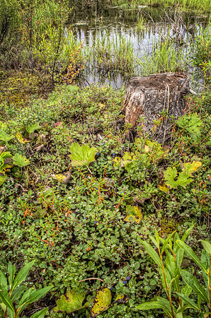 Blue Berry Bog