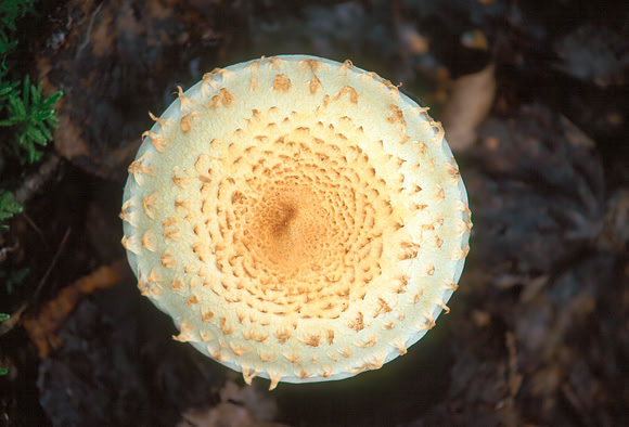 Mushroom Top