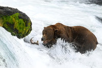 Brown bear catching a fish