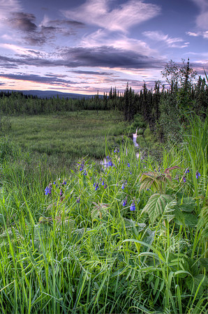 Flower Sunset