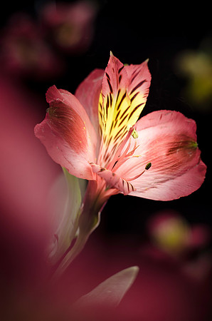 Close Up of Pink Flower