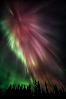 Aurora Reds