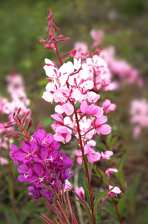 Pink Fireweed